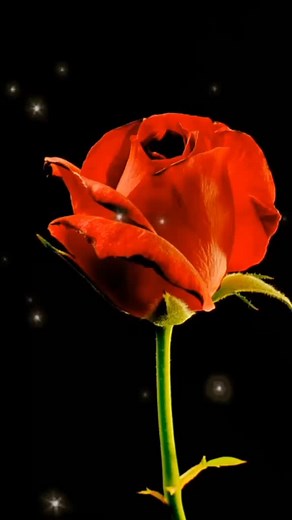 Stunning Red Rose Animation with Sparkling Effects