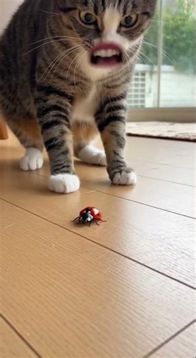 This Cat Just Met a Ladybug… and Lost His Mind! 😹🐞 #catshorts