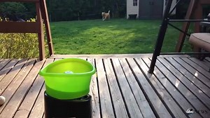 1.1M views · 12K reactions | WATCH: The pure joy this dog has while playing with his new automatic "fetch" machine is just wonderful. | Nightline | Facebook