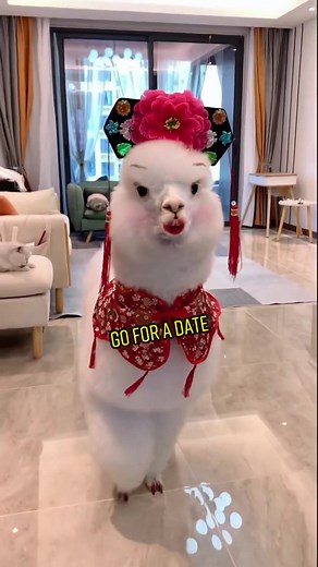 Fun and Cute Alpaca Make Up for a Date