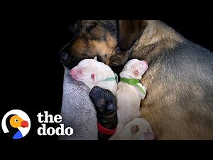 Foster Dog Gives Birth In Middle Of Texas Snowstorms | The Dodo