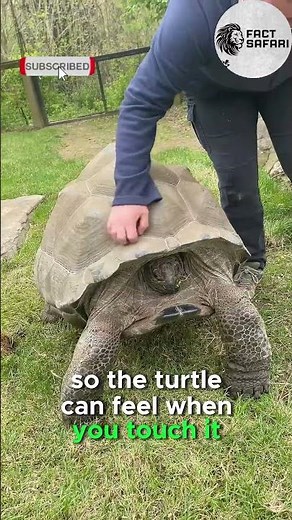 Can Crocodiles Eat Turtles?! 🐊🐢