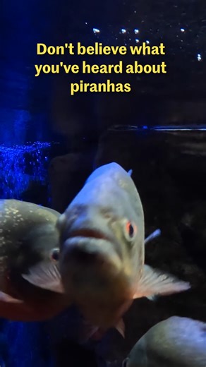 Don't believe what you've heard about piranhas. | Oregon Zoo
