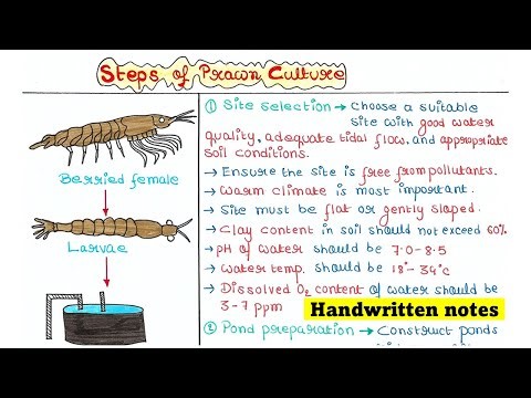 Prawn Culture | Steps