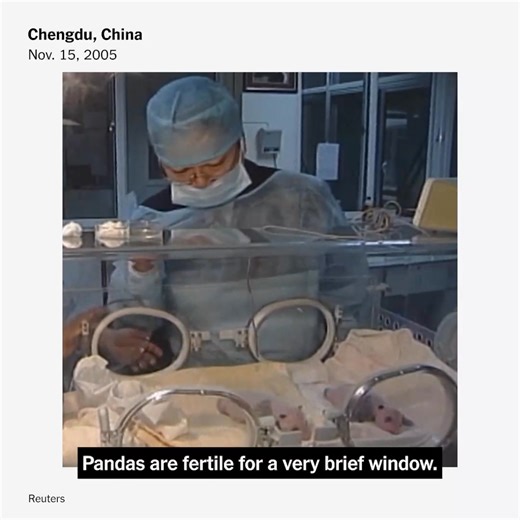19K views · 106 reactions | China created a panda program in the 1990s with the stated goal of saving them from extinction. But nearly 30 years later, the program's aggressive artificial breeding efforts have injured and even killed some pandas, a New York Times investigation found. https://nyti.ms/40teH2Q | The New York Times | Facebook