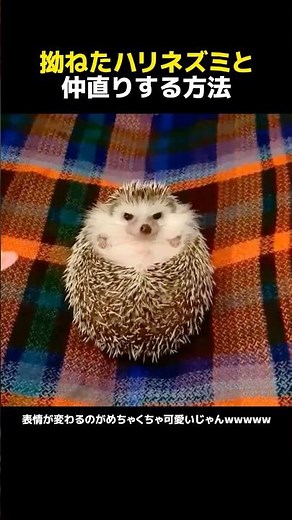How to make peace with a sulky hedgehog