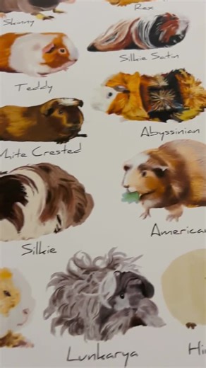 Guinea Pig Breeds Art Print: Colorful Cavy Illustration - Etsy