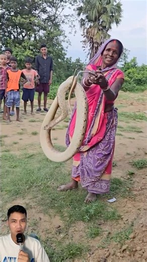 Deadly confusion between pythons and venomous snakes #snake #cobra #kingcobra