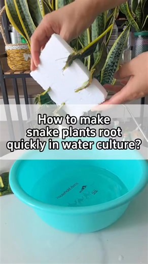 Simplest way to propagate snakeplant #gardening | Ramos Mark