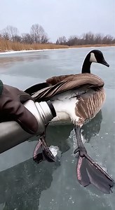 This video demonstrates the effects of freezing rain, a winter weather phenomenon where rain freezes instantly on contact and forms transparent glaze ice. Glaze ice can restrict movement and create dangerous conditions for wildlife, infrastructure, and humans during ice storms. This video is AI-generated for educational and entertainment purposes and depicts a simulated weather event. No real animals were harmed. #FreezingRain #IceStorm #GlazeIce #WinterWeather #ExtremeWeather #Meteorology #Clim