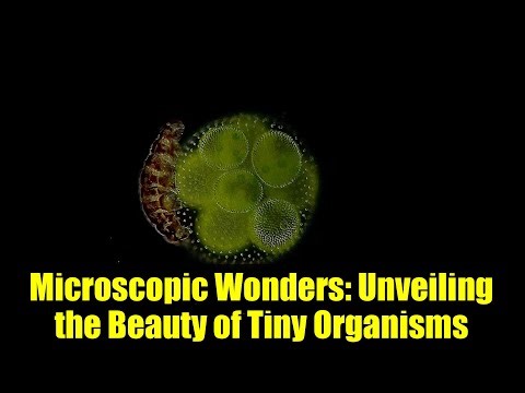 Microscopic Wonders: Unveiling the Beauty of Tiny Organisms