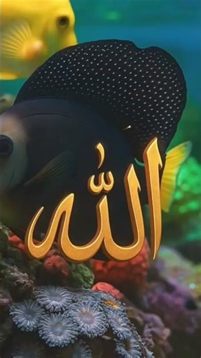 ker do ker do video ku uper kyou kai app ko sharam