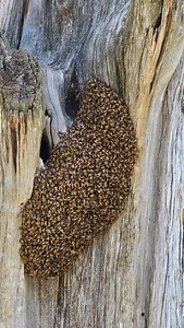 66 reactions | We spotted this bee tree in one of the historic districts in Downtown Athens. If you happen to see it, leave them bee! | City of Athens, Alabama (Public Relations) | Facebook