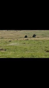 Your safari includes carefully selected accommodation in comfortable lodges or authentic tented camps, plus a private 4x4 safari jeep with pop-up roof and experienced driver-guide, ensuring smooth game drives and epic wildlife viewing throughout your journey. 📍 Departures from Arusha, Moshi & Zanzibar 📅 Early booking = best Tanzania Safari 2026 deals 🚙 Private Safari Jeep & Quality Accommodation Included 📲 WhatsApp us: 255 754 042 154 #TanzaniaSafari2026 #SerengetiJourney #NgorongoroCrater #