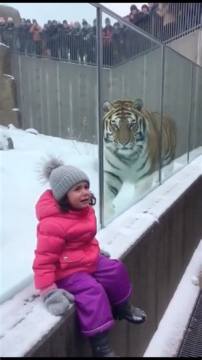 Seconds from disaster Tiger remains on top of fallen child at Texas zoo #viral | Nano Clips One