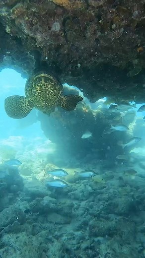 Goliath grouper under a ledge at EDR the other day! 🎥: @derek_dives https://www.instagram.com/derek_dives/ - #scuba #reef #underwaterlife #underwaterphotography #ocean | Diving Specials