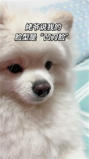 Unmatched Face Shape: Front or Side, My Dog-Like Features Are Perfect