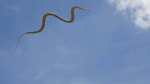 Flying snakes? Here’s how they can glide through the air