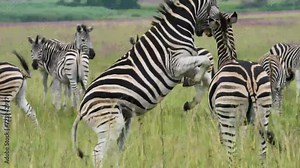 A 4K vid of a herd of Zebra in mating season fighting for dominance over the females, pushing and shoving and biting while jumping and dodging. taken during a safari game drive in South Africa