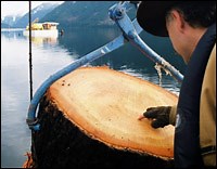 Timber industry turns to underwater crop