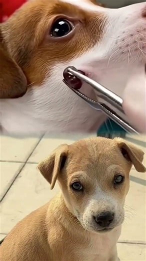 Dog Eye Botfly Removal | Vet Safely Removes Parasite Near Eye#animalrescue