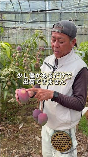 「100箱限定」だった父のマンゴーを全国へ#農業#農家#マンゴー#沖縄