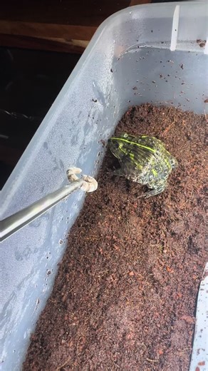 Feeding my Pixie Frog 15! #fyp #asmr #music #funny #edit #feeding #pets #animals #foryou #fake #trending #viral #foryoupage