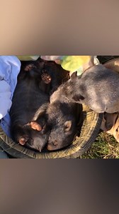 632K views · 15K reactions | Wombats: nature's turbo.  | Ozzy Man Reviews | Facebook