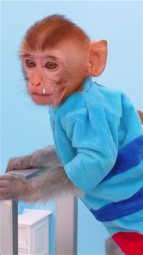 A Day in the Life of a Grumpy Monkey 😤🍌#monkey