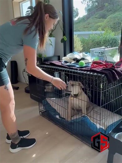 Thresholds 101: The Dos & Don'ts of Training Your Dog