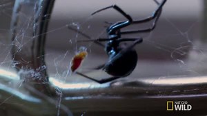 126K views · 2.6K reactions | How much do you know about the creepy crawlies in your home? #WonderfullyWeird | National Geographic Animals | Facebook