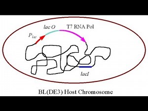 Control of gene expression in pET vector
