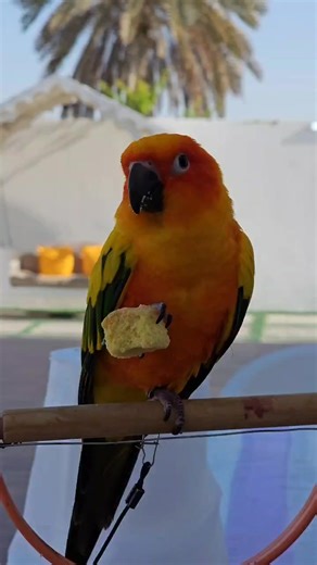 1.1K views · 106 reactions | Sending sunny vibes from the UAE! ☀️This conure is living the dream with RIO biscuits — pure parrot happiness! 列 @ Gunduz.sun.conure What’s your bird’s favorite treat? Tell us below! ⬇️ | RIO Friends Club | Facebook