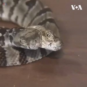 A rare, two-headed timber rattlesnake was recently found in a New Jersey forest. The rattler, a newborn, was spotted in the Pine Barrens on August 25 by two employees with the Herpetological Associates of Burlington County. The reptile was found in a nest where a timber rattlesnake recently gave birth. Two-headed snakes are rare and typically do not survive for long | Voice of America