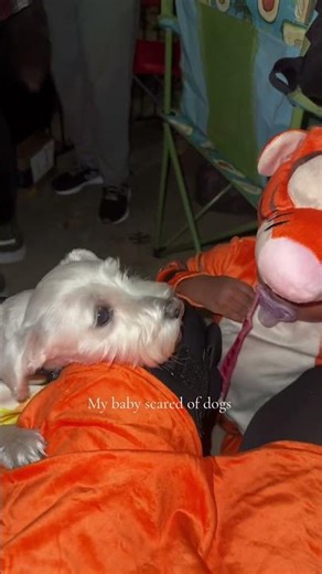 My baby scared of dogs..