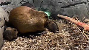 1.4K views · 35 reactions | Six North American beavers were born at a zoo in Apple Valley, Minnesota, on June 9 and were “doing well,” the Minnesota Zoo announced on June 15. | Ozarks First | Facebook