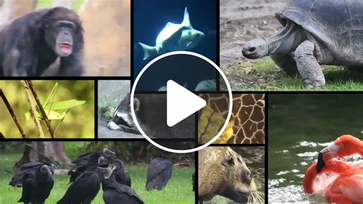 The Science Behind How Animals Develop Their Distinctive Patterns - NewsBreak