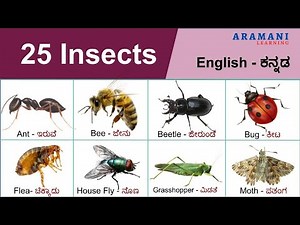 Insects | ಕೀಟಗಳು | English and Kannada