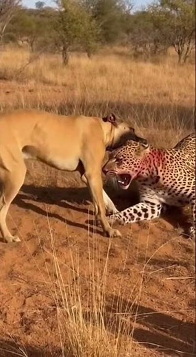 Dog vs Leopard: Wild Instincts Unleashed!