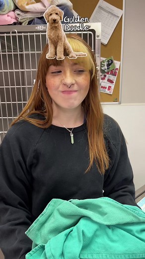 Discover Your Inner Dog Breed Personality Quiz!