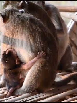 Baby Monkey Surrounded by Birds’ Chirping #monkeysr #babymonkeys #animallife #animals #babymonkey