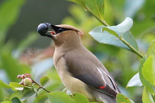 Bird Senses: Can Birds Smell or Taste Their Food?