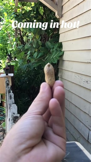 Coming in Hot with the Birds of Corvallis, Oregon