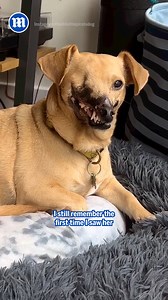 93K views · 4.2K reactions | This is what a happy dog looks like!  | Daily Mail Animals | Facebook