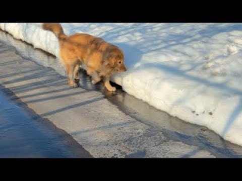 Mint's Great Adventure is currently being live-streamed!