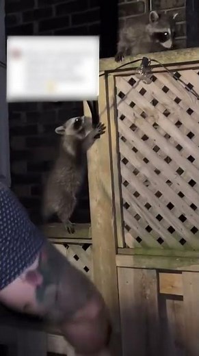 Raccoons Climb And Play On Person's Fence - 1326265-2