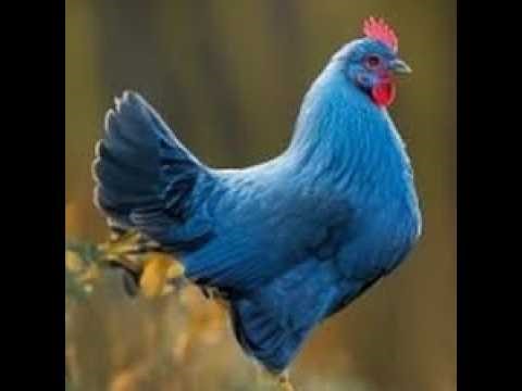 Delaware Blue Hen | Cold process soap