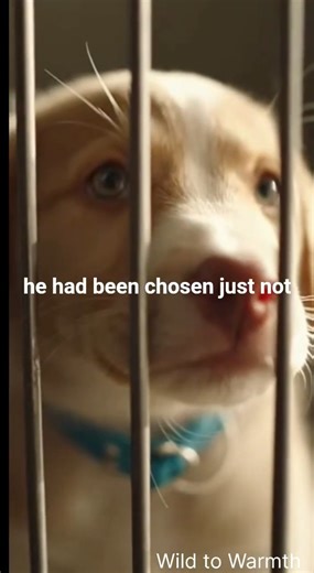 This dog’s reaction of finally getting adopted is incredible. 🥹 Don’t Miss the Ending 💕#shorts #dog