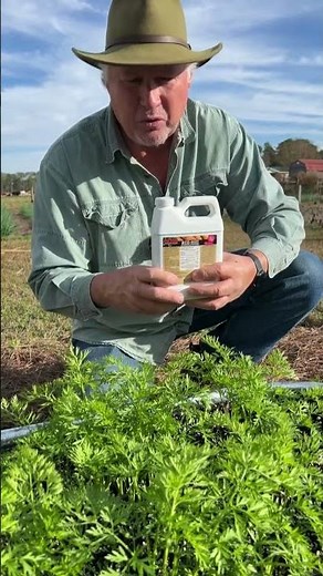 Carrot care 101! Learn what to feed your carrots for bigger harvests!