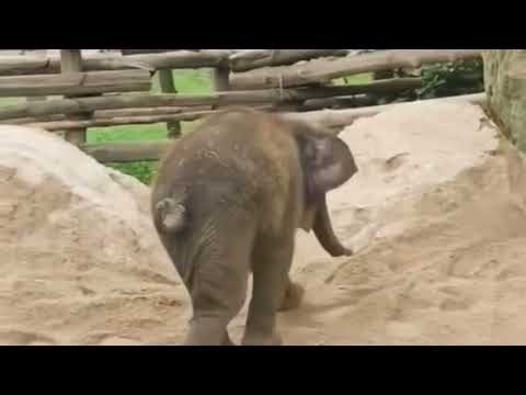 This cute baby elephant is so excited playing in sand